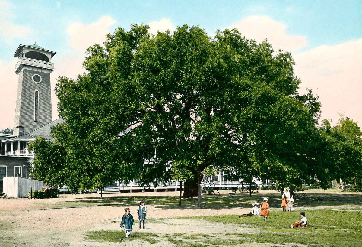 Live Oak Tree Mobile Alabama in 1906 Vintage Print (7 Sizes) - Restored