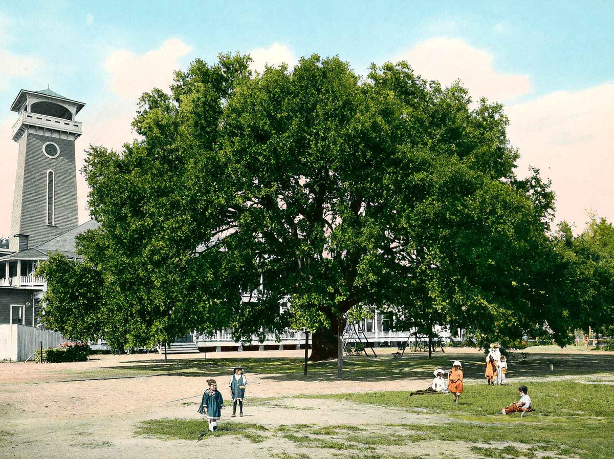 Live Oak Tree Mobile Alabama in 1906 Vintage Print (7 Sizes) - Restored