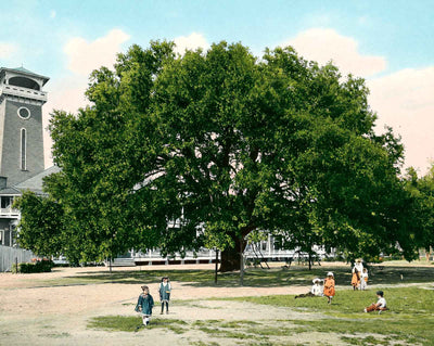 Live Oak Tree in Mobile in 1906 vintage print