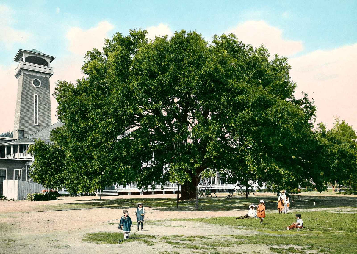 Live Oak Tree Mobile Alabama in 1906 Vintage Print (7 Sizes) - Restored