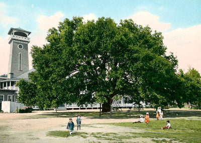 Live Oak Tree Mobile Alabama in 1906 Vintage Print (7 Sizes) - Restored