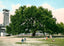 Live Oak Tree Mobile Alabama in 1906 Vintage Print (7 Sizes) - Restored