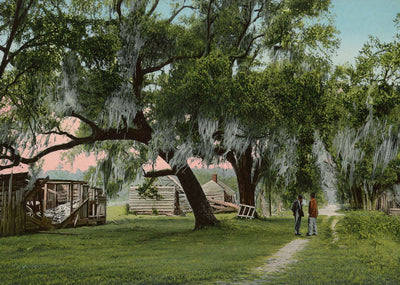 Mulberry Grove Plantation Savannah GA in 1905 Vintage Print (7 Sizes)
