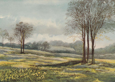 Minstead in March New Forest in 1906 Vintage Print (7 Sizes) - Archival Paper
