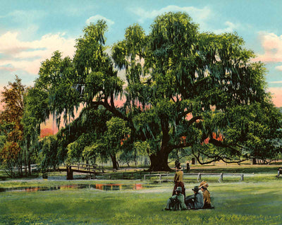Live Oak