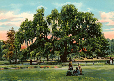 Live Oak Audubon Park New Orleans in 1905 Vintage Print (7 Sizes) - Retouched