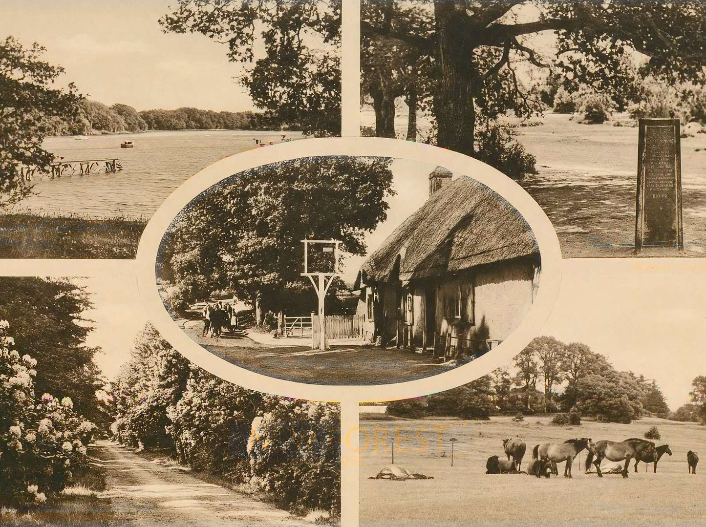 New Forest in 1943 Vintage Print (7 Sizes) - Restored