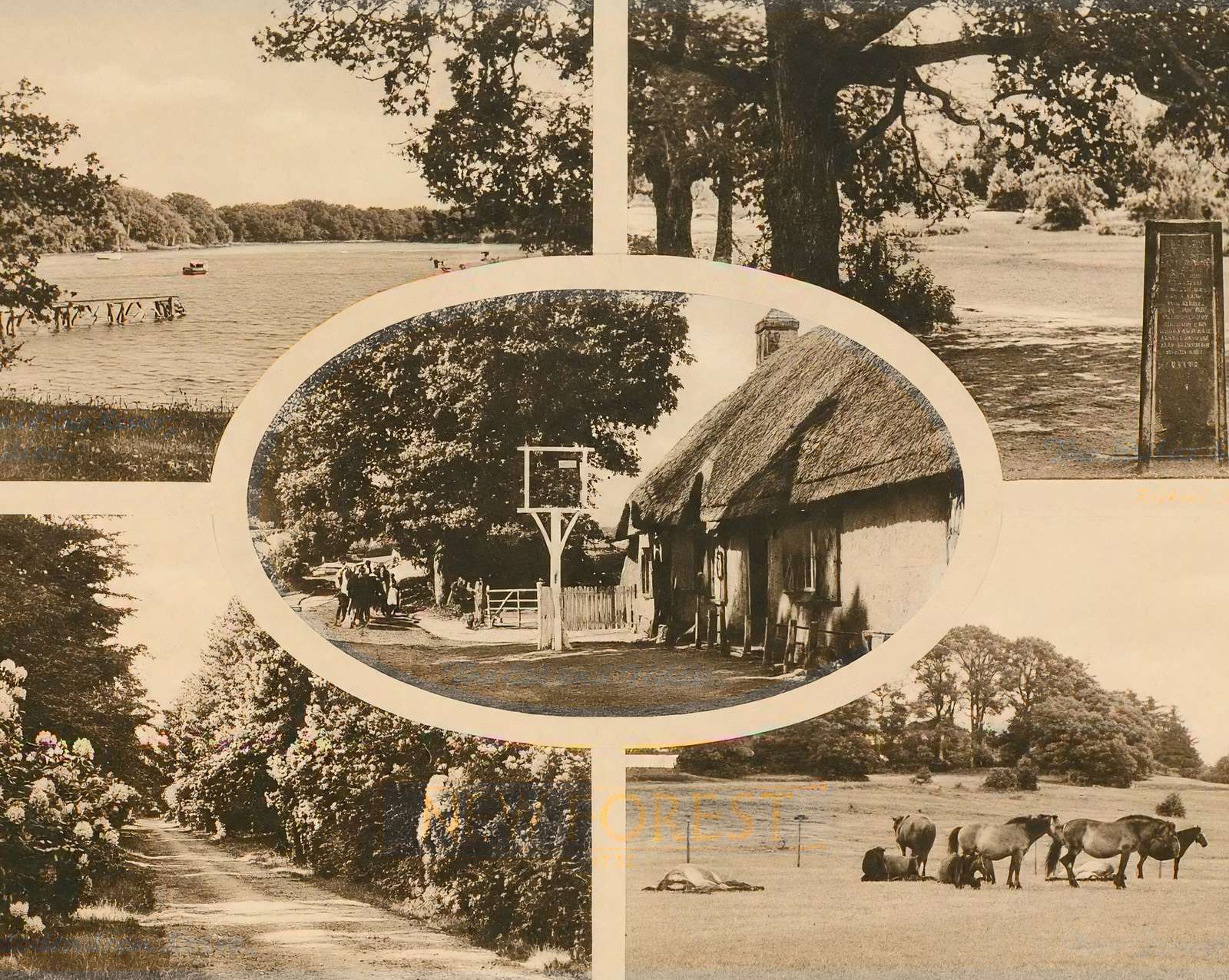 New Forest 1943 photo print