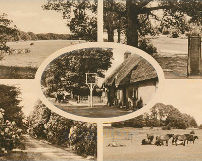 New Forest 1943 photo print