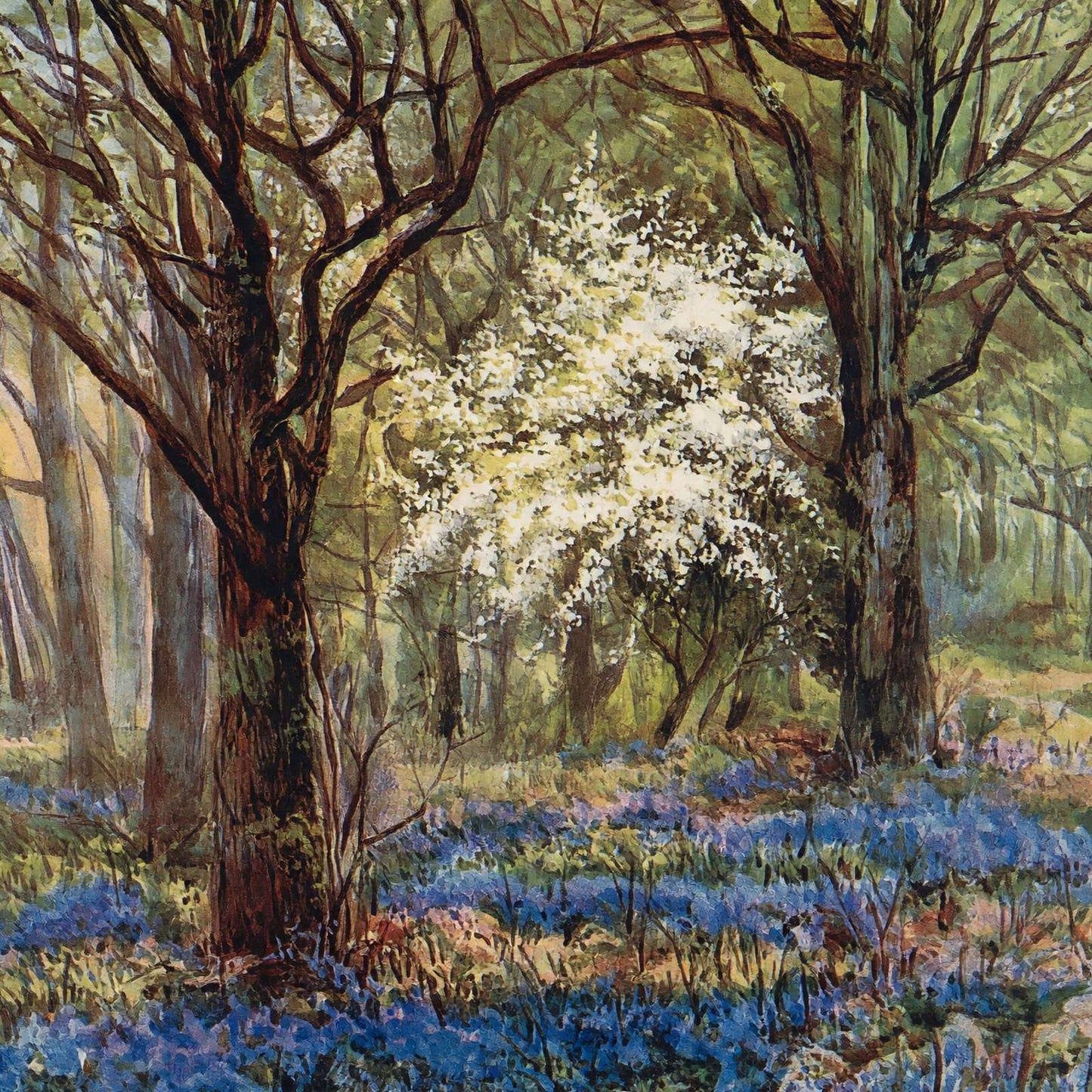 Bluebells in May New Forest in 1906 Vintage Print (7 Sizes) - Reproduction