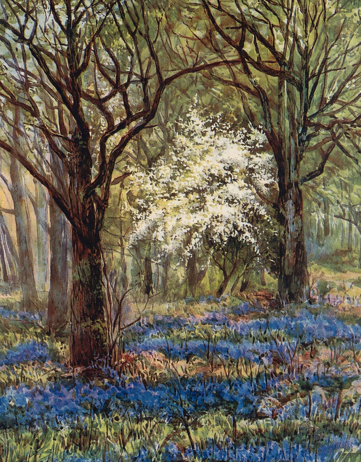 Bluebells in May New Forest in 1906 Vintage Print (7 Sizes) - Reproduction