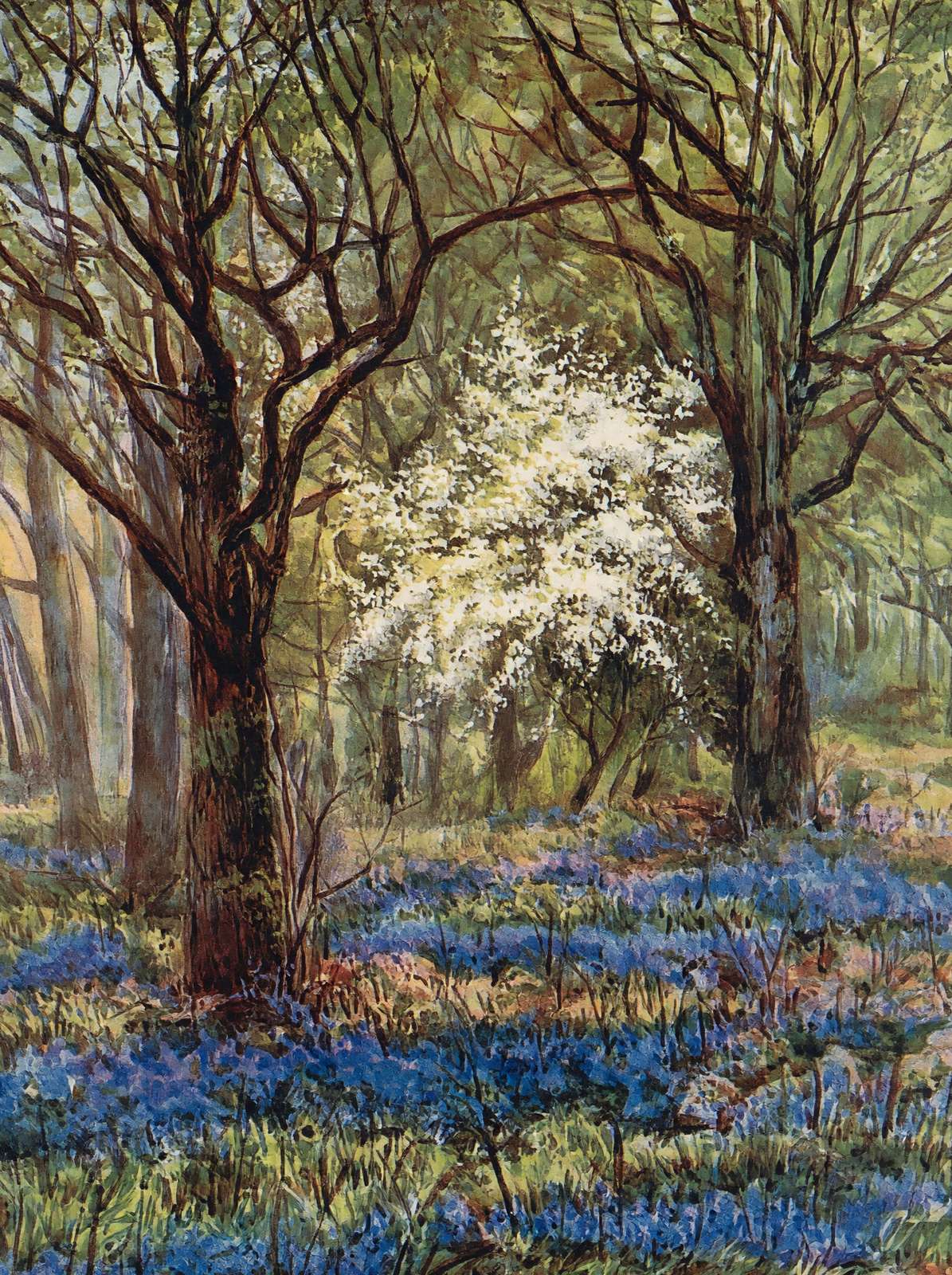 Bluebells in May New Forest in 1906 Vintage Print (7 Sizes) - Reproduction