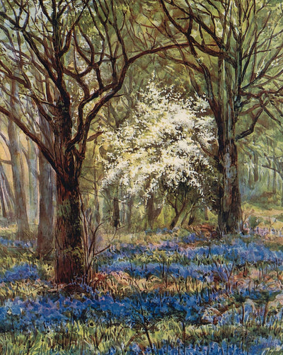 Bluebells in May
