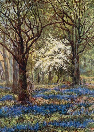 Bluebells in May New Forest in 1906 Vintage Print (7 Sizes) - Reproduction