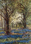 Bluebells in May New Forest in 1906 Vintage Print (7 Sizes) - Reproduction