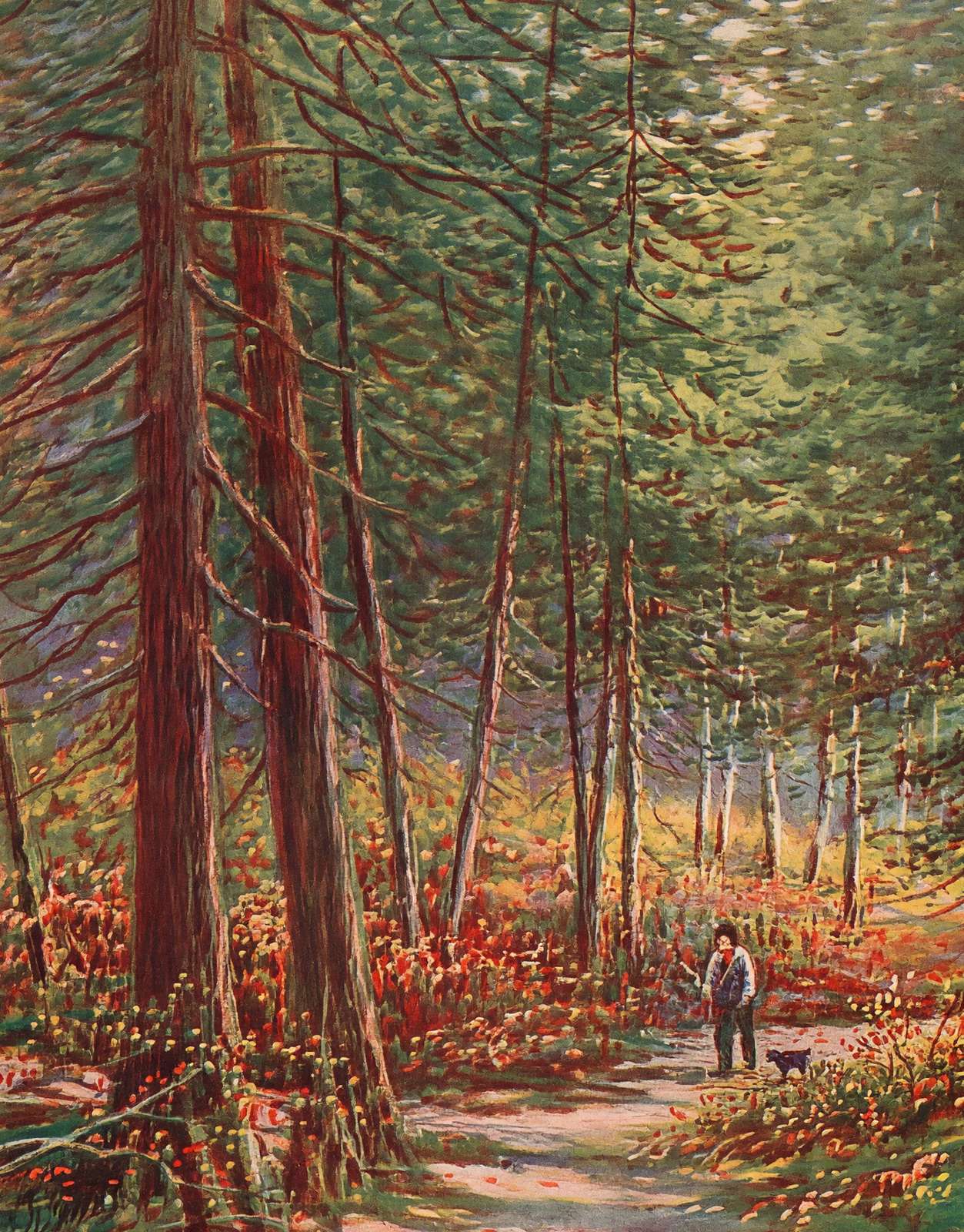 Early Autumn in the Pine Woods New Forest in 1929 Vintage Print (7 Sizes)