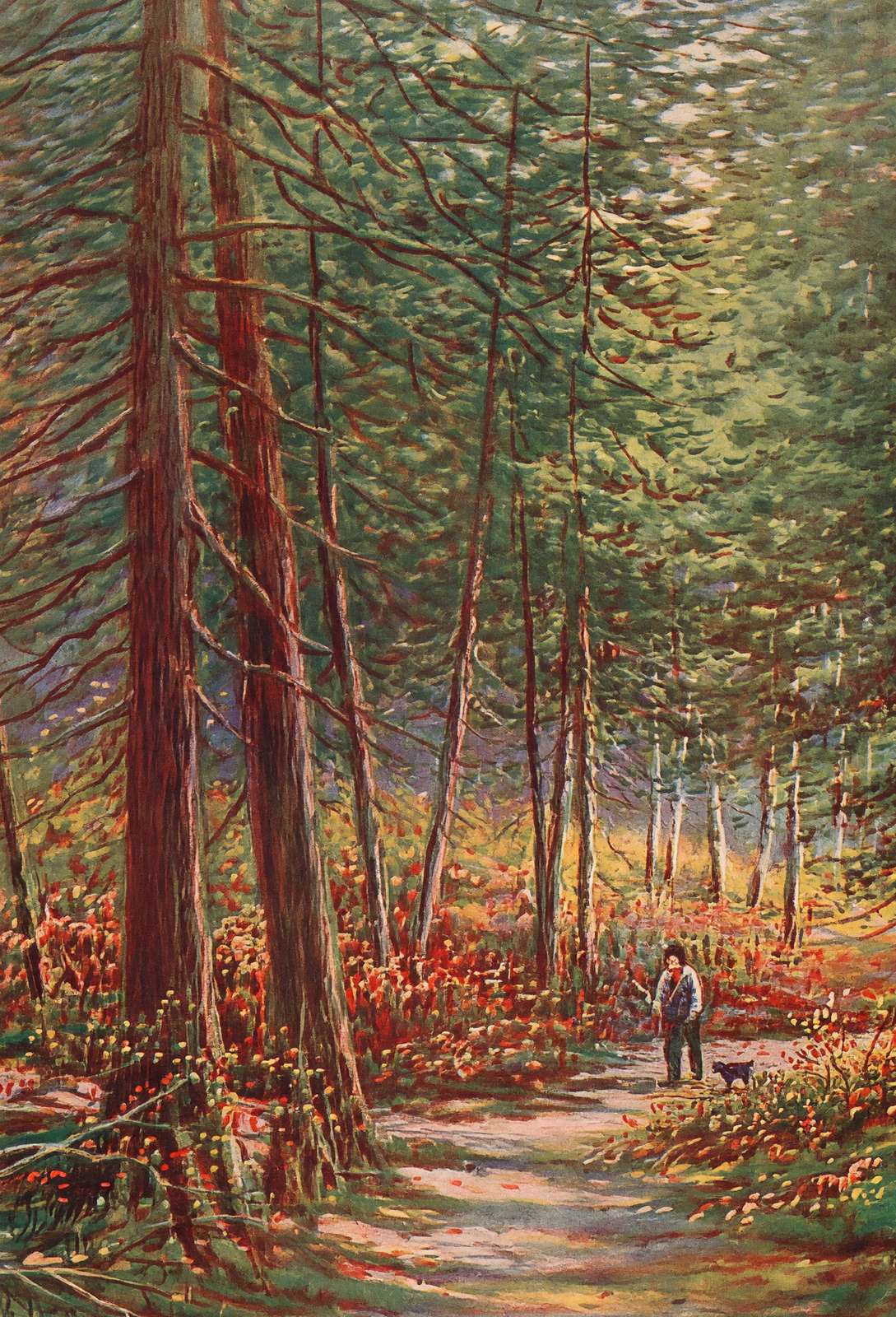 Early Autumn in the Pine Woods New Forest in 1929 Vintage Print (7 Sizes)