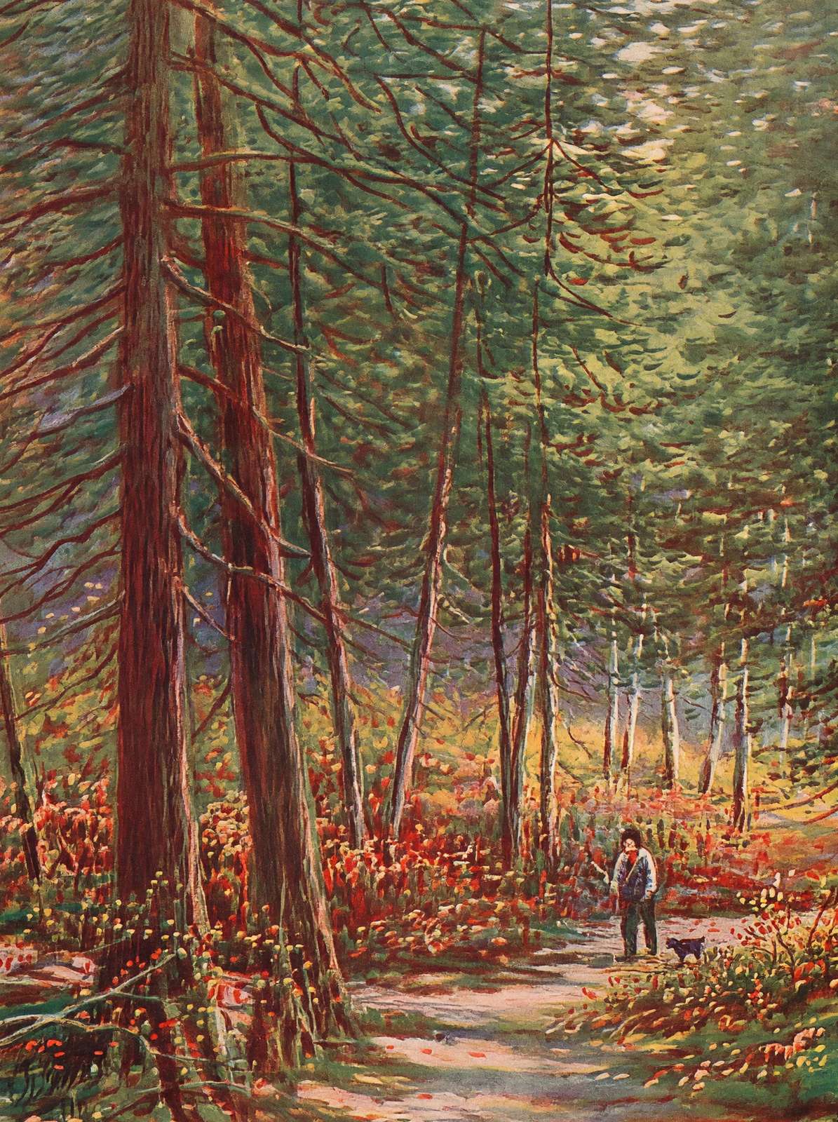 Early Autumn in the Pine Woods New Forest in 1929 Vintage Print (7 Sizes)