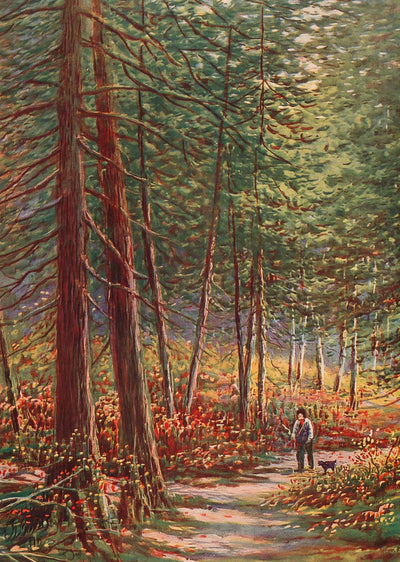 Early Autumn in the Pine Woods New Forest in 1929 Vintage Print (7 Sizes)