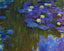 Nympheas en Fleur art print by Claude Monet