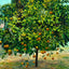 A Florida Orange Tree in 1908 Art Print (7 Sizes) - Premium Print