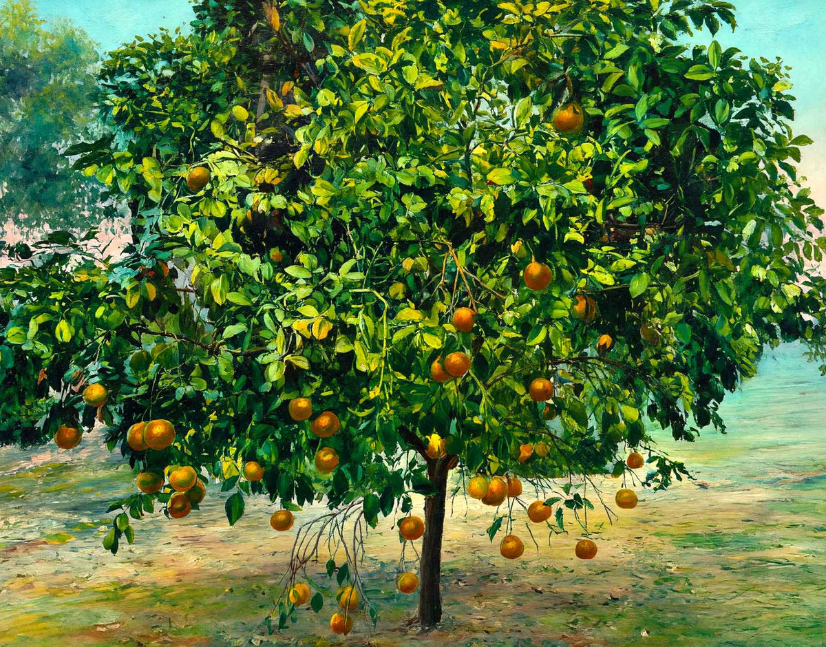 A Florida Orange Tree in 1908 Art Print (7 Sizes) - Premium Print