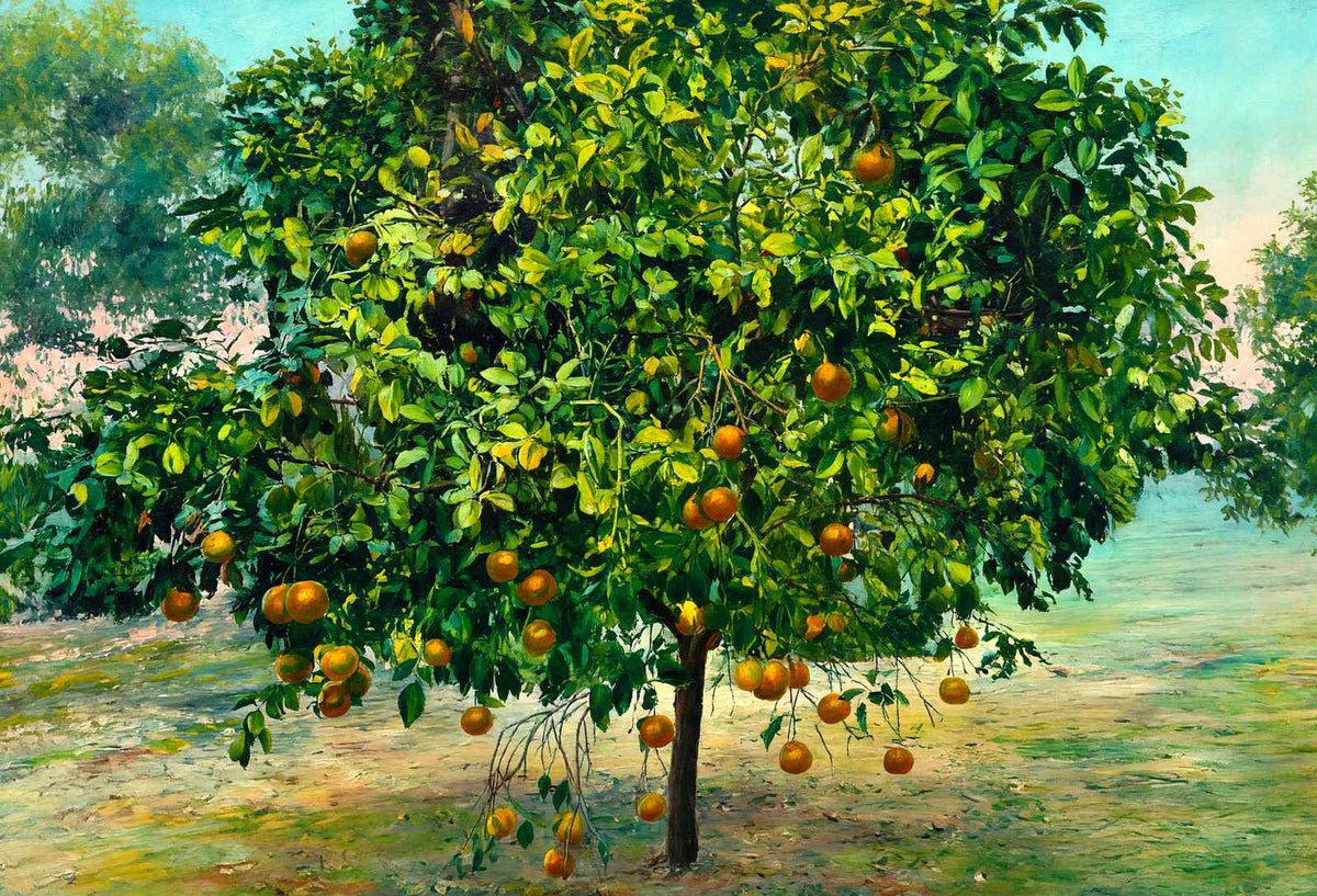 A Florida Orange Tree in 1908 Art Print (7 Sizes) - Premium Print