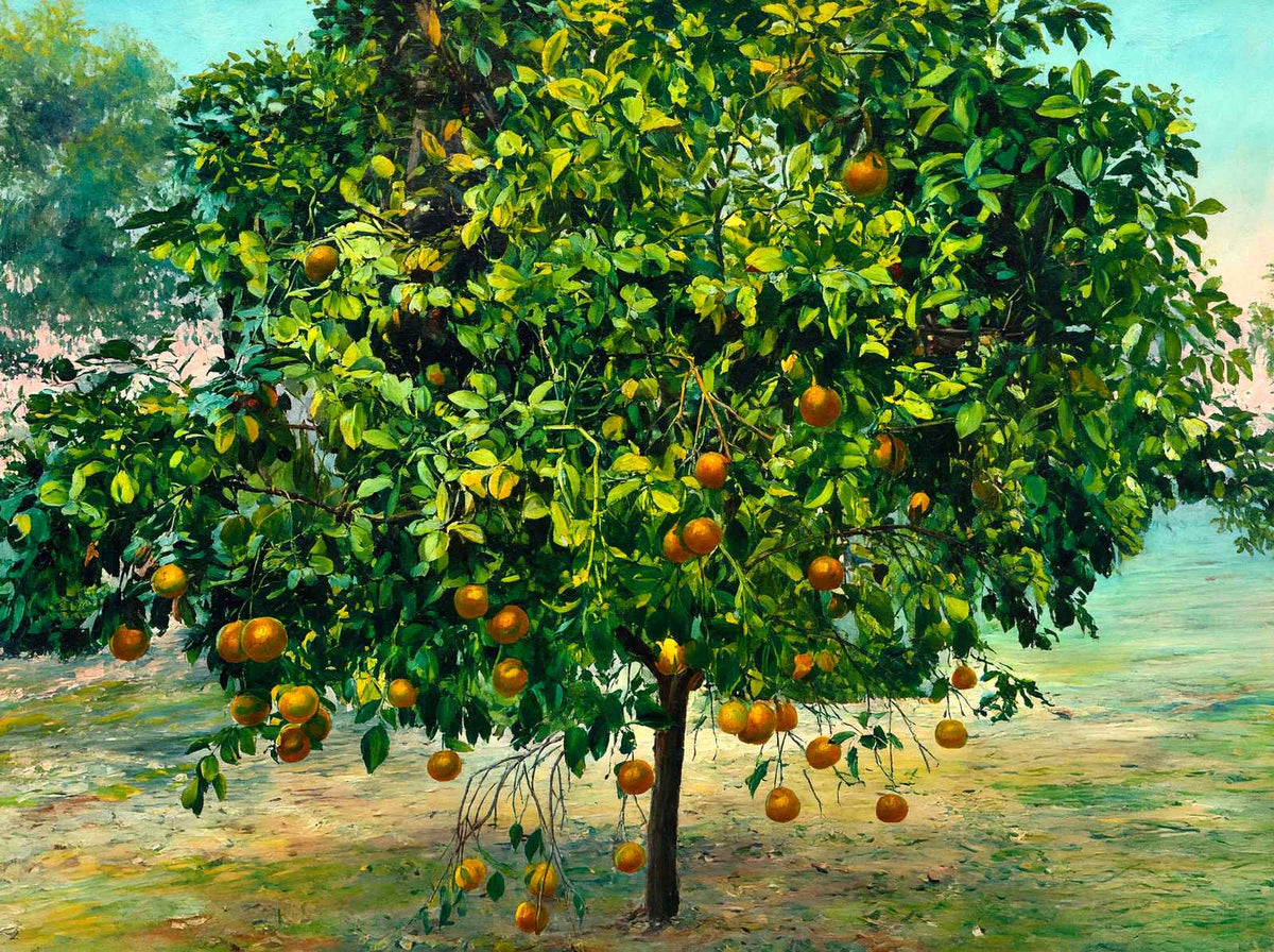 A Florida Orange Tree in 1908 Art Print (7 Sizes) - Premium Print