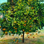Orange Tree in 1908 art print