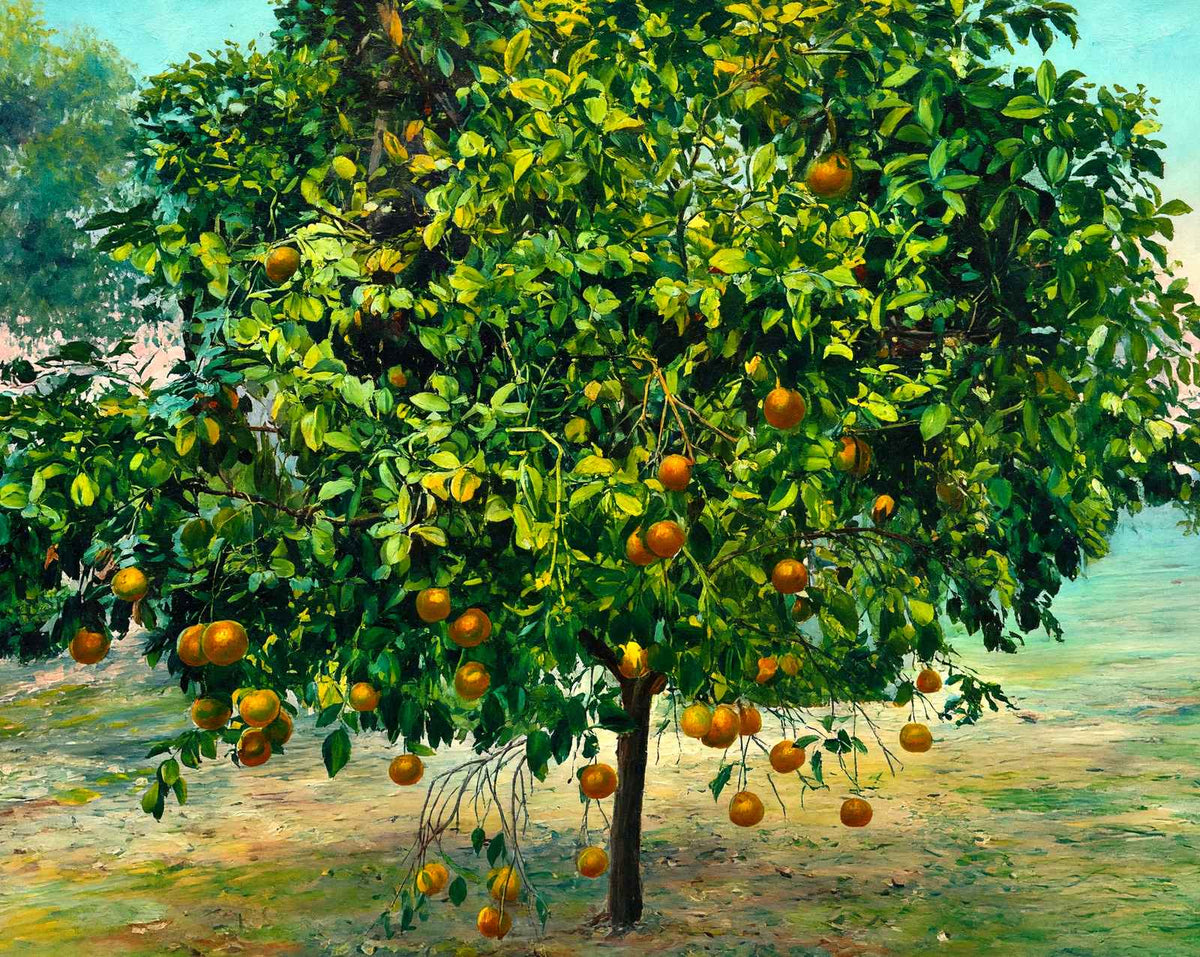 Orange Tree in 1908 art print