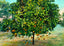 A Florida Orange Tree in 1908 Art Print (7 Sizes) - Premium Print