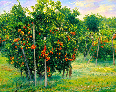 Orange Grove