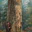 Oregon Sugar Pine in 1908 Vintage Print (7 Sizes) - Reproduction
