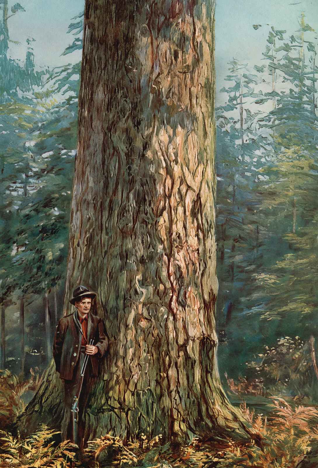 Oregon Sugar Pine in 1908 Vintage Print (7 Sizes) - Reproduction