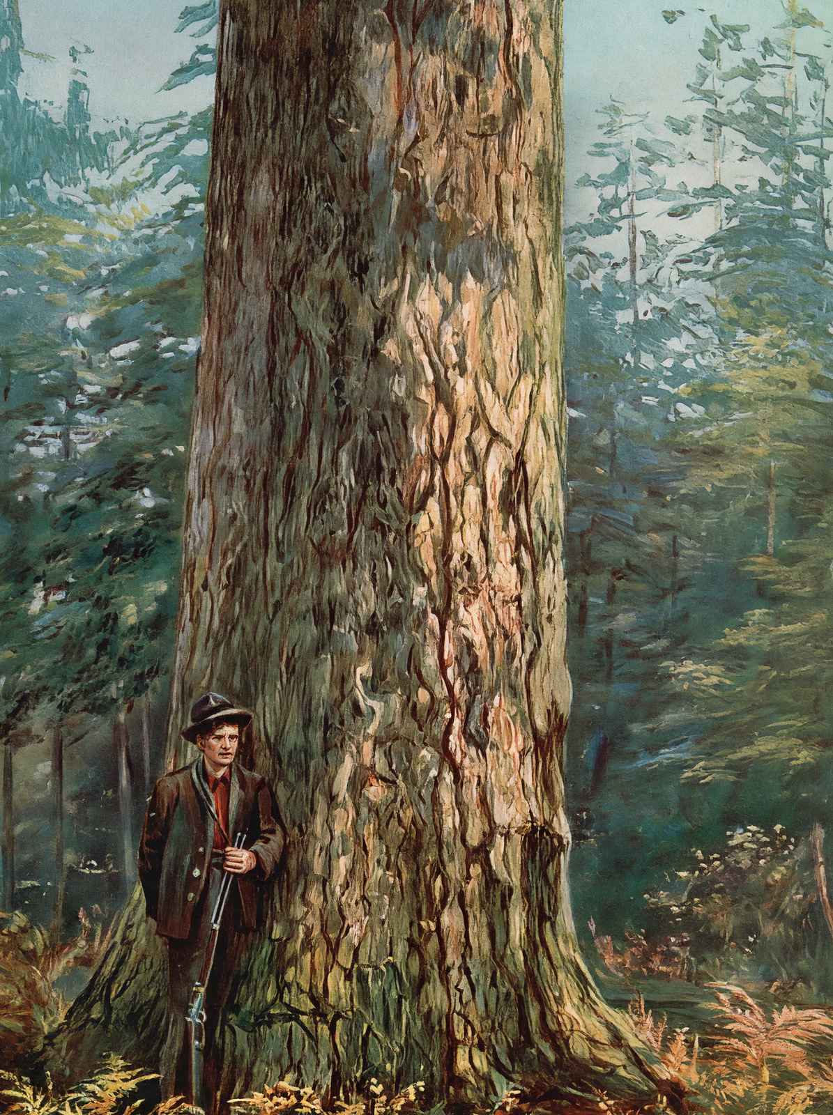 Oregon Sugar Pine in 1908 Vintage Print (7 Sizes) - Reproduction