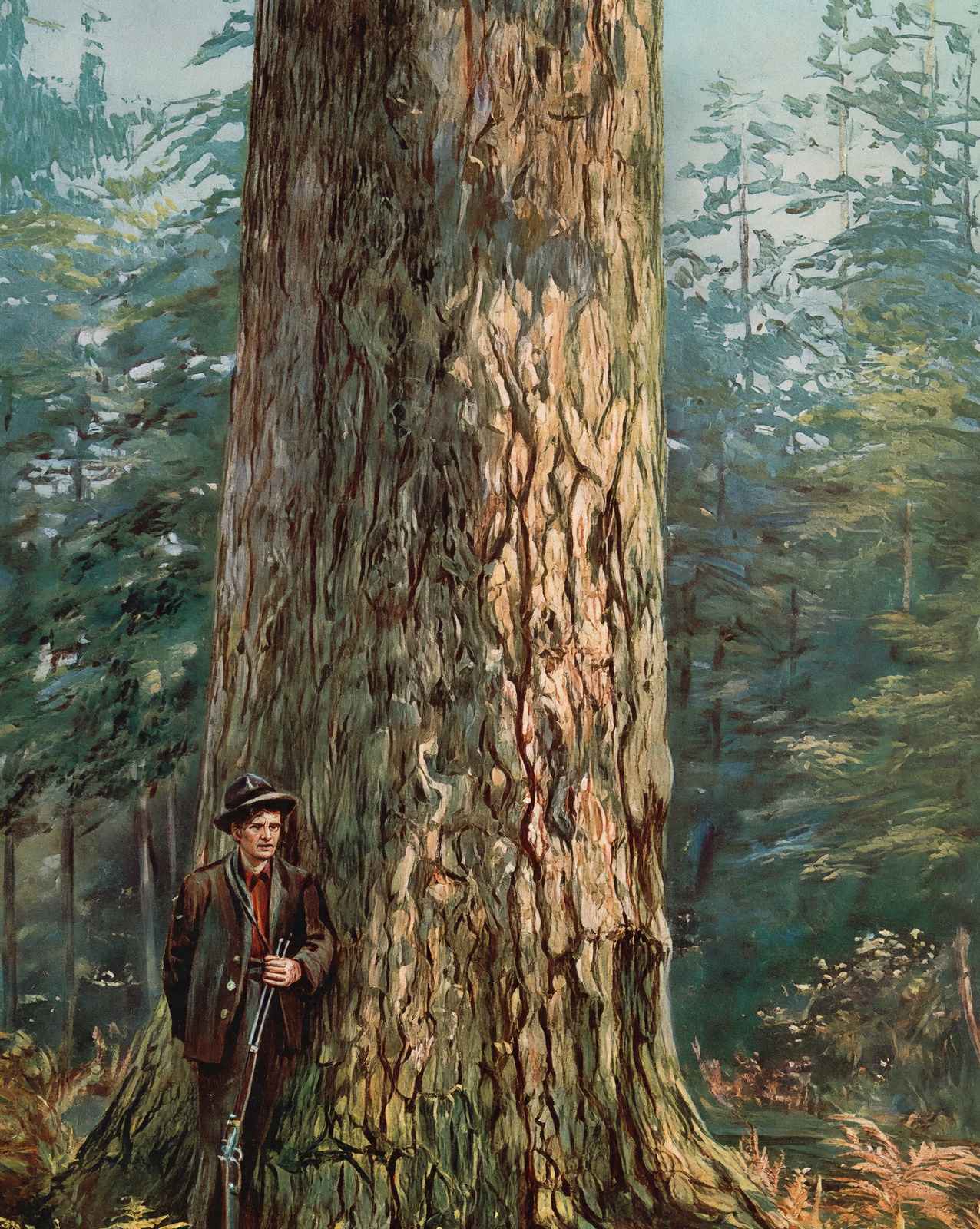 Oregon Sugar Pine in 1908 vintage print