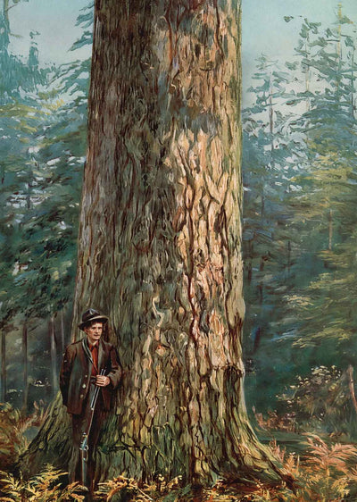 Oregon Sugar Pine in 1908 Vintage Print (7 Sizes) - Reproduction