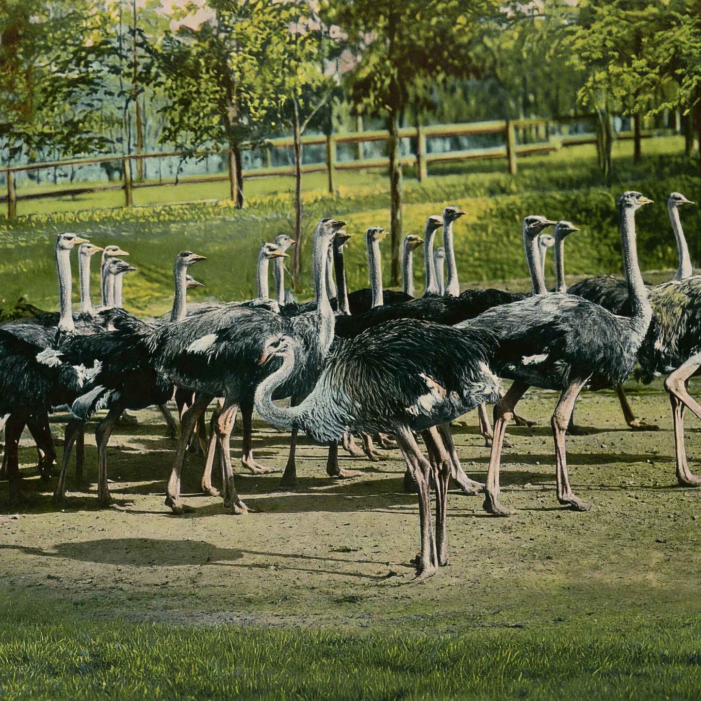 Ostrich Farm Hot Springs AR in 1906 Vintage Print (7 Sizes) - Restored