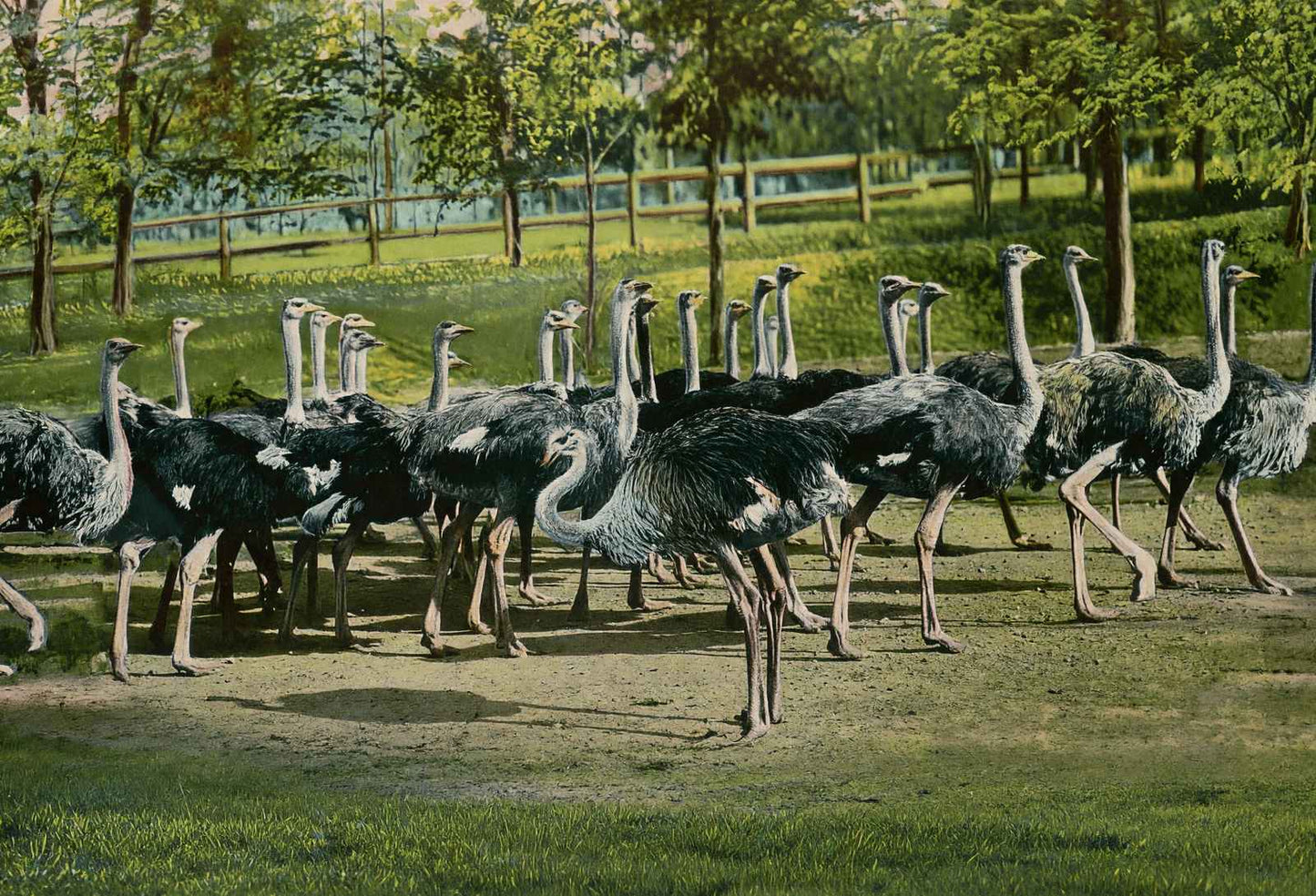 Ostrich Farm Hot Springs AR in 1906 Vintage Print (7 Sizes) - Restored