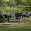 Ostrich Farm Hot Springs AR in 1906 Vintage Print (7 Sizes) - Restored