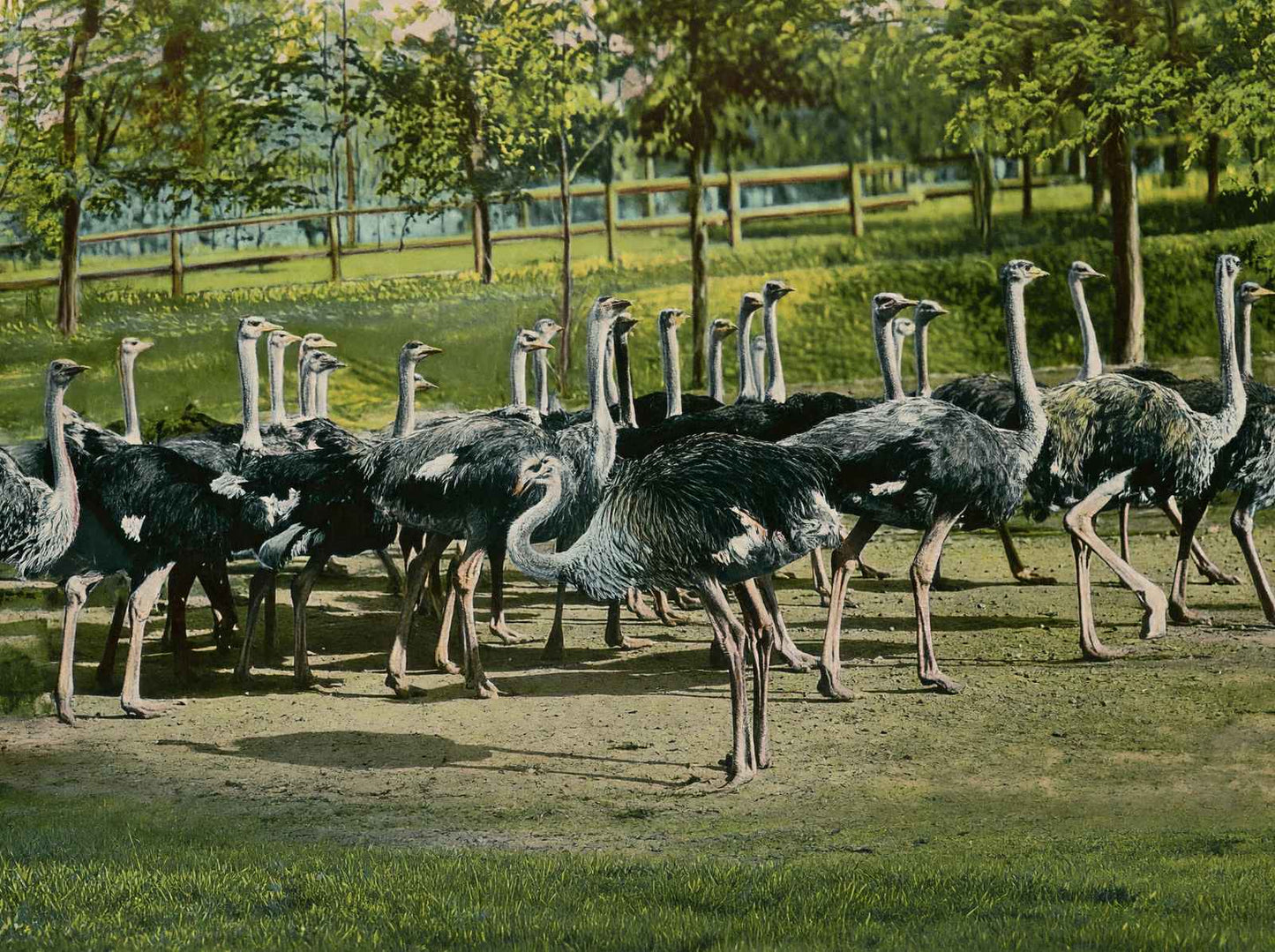 Ostrich Farm Hot Springs AR in 1906 Vintage Print (7 Sizes) - Restored