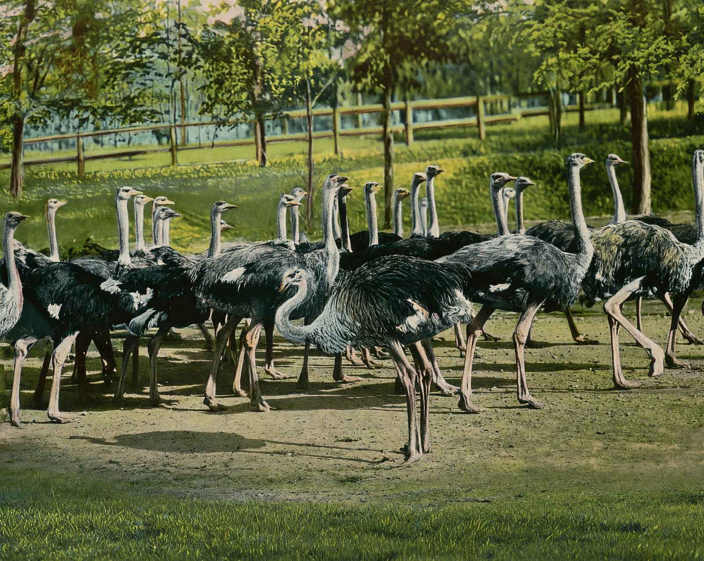 Ostrich Farm