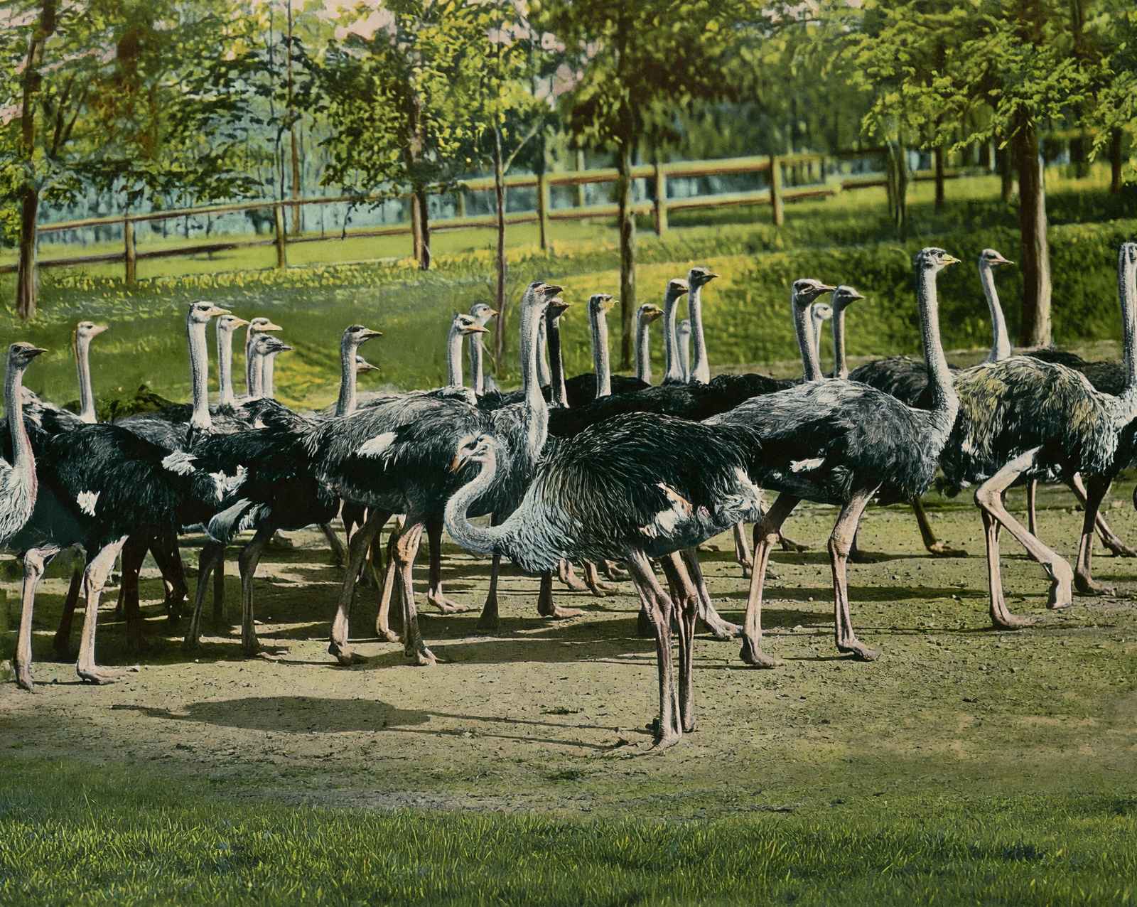 Ostrich Farm