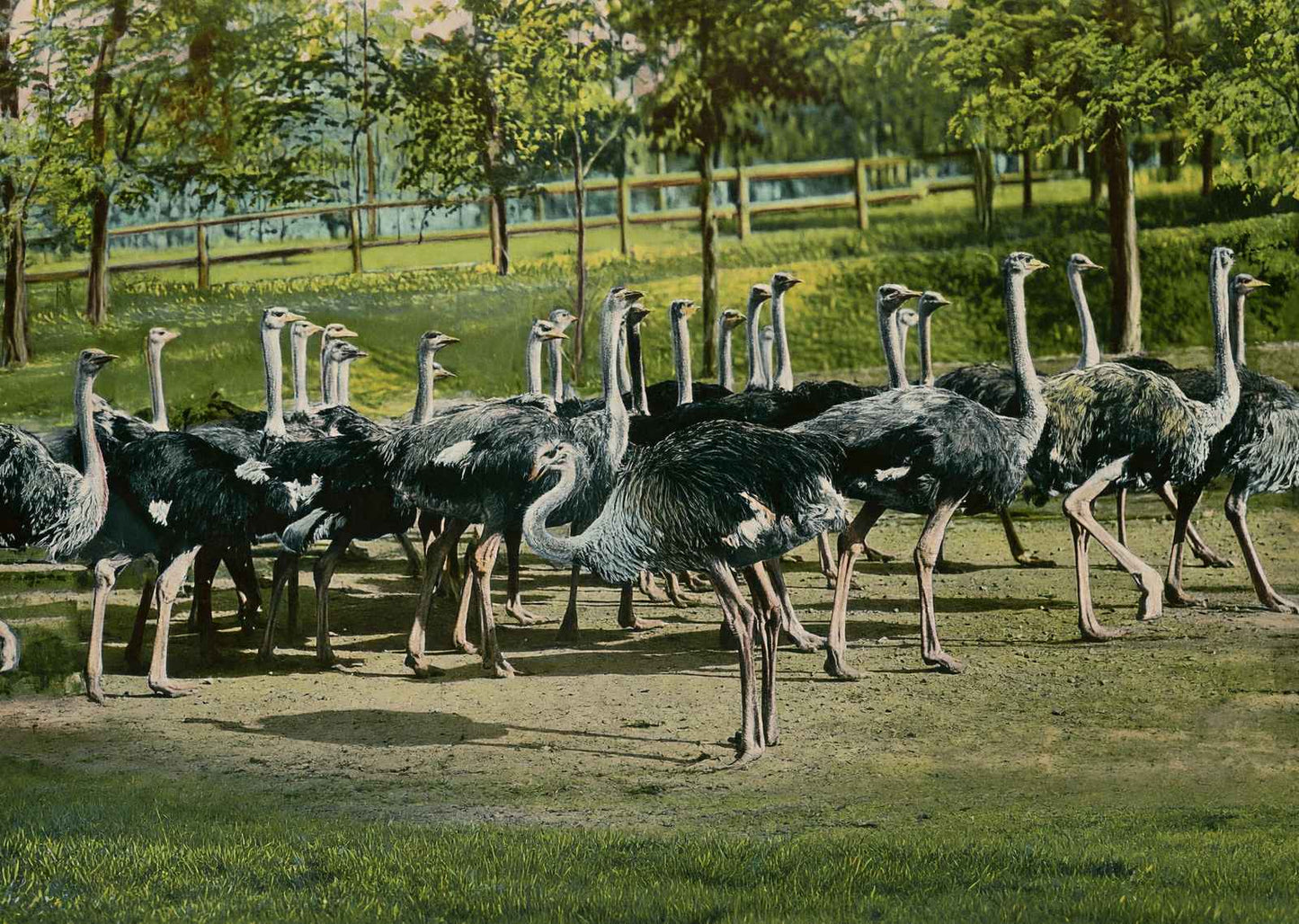 Ostrich Farm Hot Springs AR in 1906 Vintage Print (7 Sizes) - Restored