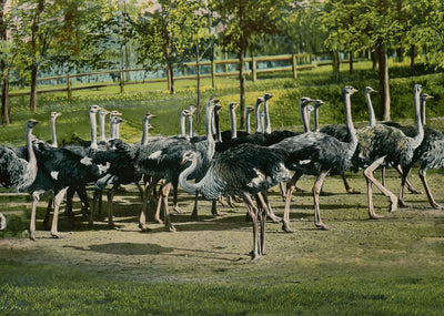 Ostrich Farm Hot Springs AR in 1906 Vintage Print (7 Sizes) - Restored