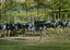 Ostrich Farm Hot Springs AR in 1906 Vintage Print (7 Sizes) - Restored