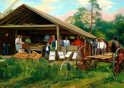 Packing Oranges Southern Florida in 1907 Art Print (7 Sizes) - Retouched