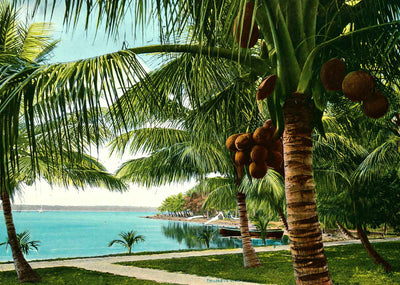 Brelsford Point Lake Worth Palm Beach in 1907 Art Print (7 Sizes)