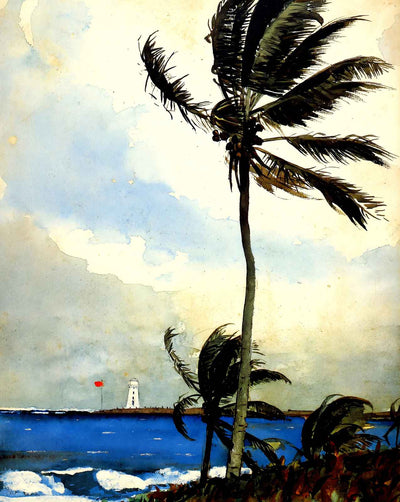Palm Tree