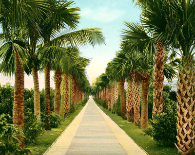 Avenue to Ocean